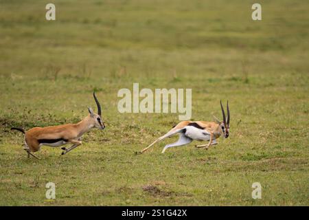 Gazelle de Thomson (Eudorcas thomsonii), un mâle fuyant un autre dans un concours pour une femelle Banque D'Images