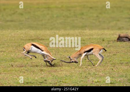 Gazelle de Thomson (Eudorcas thomsonii) mâles se battant pour une femelle Banque D'Images