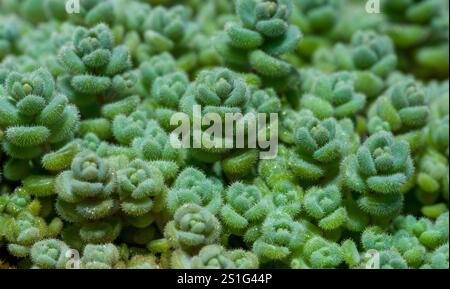 gros plan sur les macro plantes succulentes et les plantes de cactus dans le jardin du parc Banque D'Images