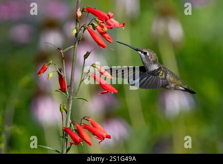 Un beau gros plan d'une femelle colibri à gorge de rubis volant jusqu'à un amas de fleurs orange vif de Firecracker Penstemon prêt à polliniser. Banque D'Images