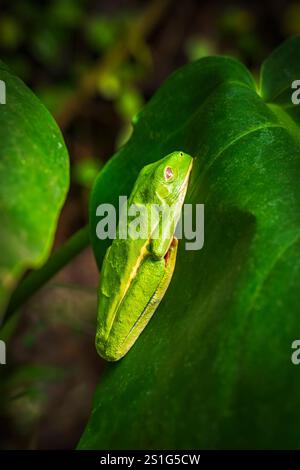 Grenouille verte au repos, jardins de la cascade de la Paz, province d'Alajuela, Costa Rica Banque D'Images