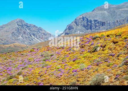 Arbustes de thym sauvage en fleurs, gorge de Kourtaliótiko, Rethymno, Crète, Iles grecques, Grèce Banque D'Images