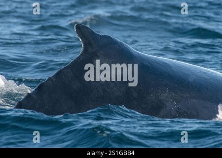 Nageoire dorsale d'un rorqual à bosse (Megaptera novaeangliae) en surface dans la baie de Monterey, dans l'océan Pacifique au large des côtes de la Californie. Banque D'Images