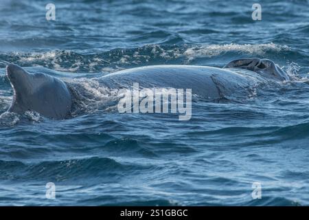 Narines ou épanouissement d'une baleine à bosse (Megaptera novaeangliae) dans la baie de Monterey, dans l'océan Pacifique au large des côtes de la Californie. Banque D'Images