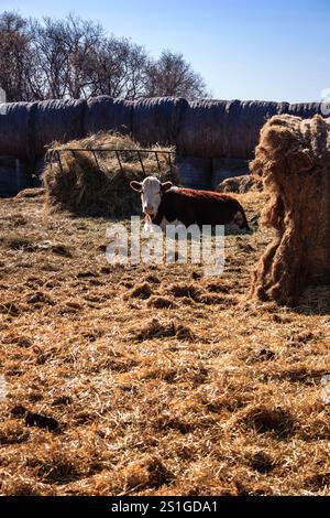 Une vache est couchée dans un champ de foin. Le foin est empilé dans un coin du champ Banque D'Images