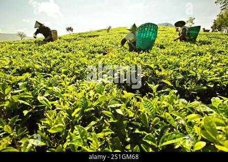 Cueilleurs de thé travaillant sur la plantation de thé Malabar à Pangalengan (Pengalengan), Bandung, West Java, Indonésie. Banque D'Images