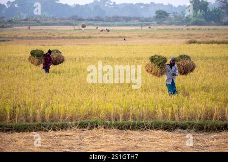 Les agriculteurs bangladais transportent des paquets de paddy récoltés sur leurs têtes dans la région de Haor à Mohonganj, district de Netrokona, au Bangladesh, pendant les harves Banque D'Images