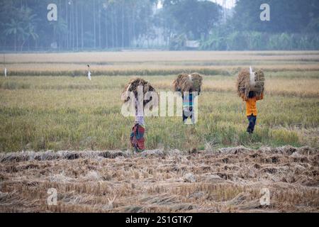 Les agriculteurs bangladais transportent des paquets de paddy récoltés sur leurs têtes dans la région de Haor à Mohonganj, district de Netrokona, au Bangladesh, pendant les harves Banque D'Images