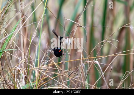 Oiseau de fée à dos rouge, paire mâle et femelle, Malurus melanocephalus, perché sur une tige d'herbe, Queensland Australie Banque D'Images