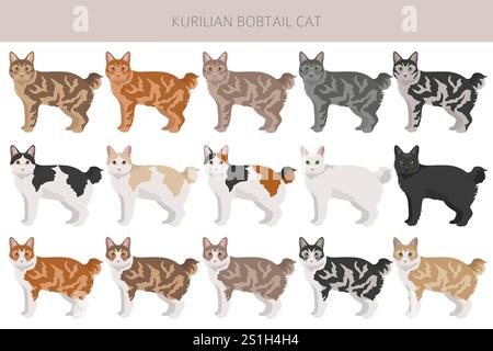 Clipart Kurilian Bobtail Cat. Toutes les couleurs de manteau sont définies. Infographie des caractéristiques de toutes les races de chats. Illustration vectorielle Illustration de Vecteur