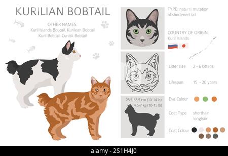 Clipart Kurilian Bobtail Cat. Toutes les couleurs de manteau sont définies. Infographie des caractéristiques de toutes les races de chats. Illustration vectorielle Illustration de Vecteur