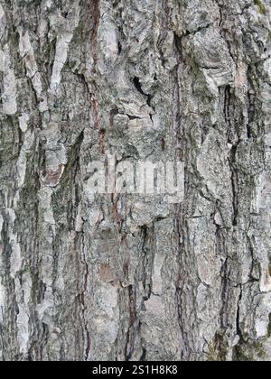 Écorce d'arbre. Texture de l'écorce d'arbre. Gros plan sur l'écorce d'arbre. Fond d'aboiement Banque D'Images