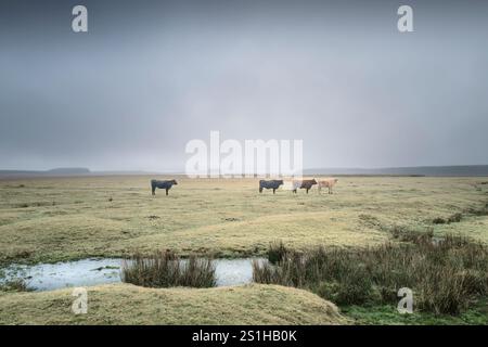 Quatre vaches de bétail qui paissent sur Davidstow Moor sur un brouillard brumeux Bodmin Moor en Cornouailles au Royaume-Uni. Banque D'Images