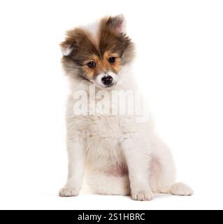 Adorable chiot moelleux de race mixte assis et regardant la caméra, isolé sur blanc Banque D'Images