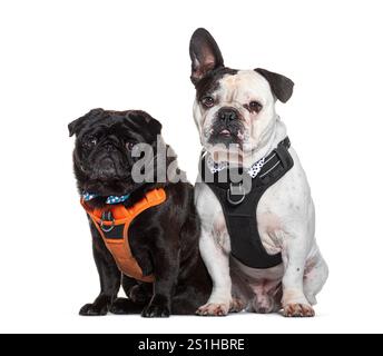 Adorable carlin et bouledogue côte à côte dans des harnais élégants sur un fond blanc Banque D'Images