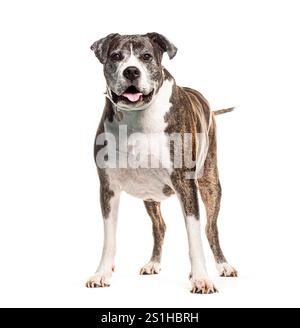 Chien mongrel joyeux avec un collier se tient sur un fond blanc, regardant la caméra Banque D'Images