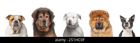 Portrait de cinq chiens de races différentes côte à côte, isolés sur blanc Banque D'Images