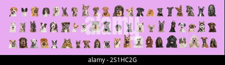 Collage de différentes races de têtes de chiens, face et regardant la caméra sur un fond rose Banque D'Images