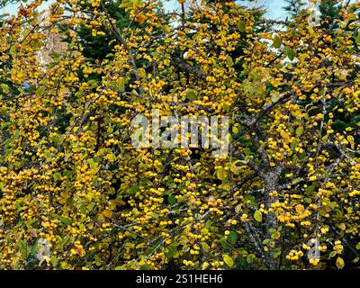 Crabier jaune chargé de petits fruits, symbolisant l'abondance de la nature finlandaise en automne Banque D'Images