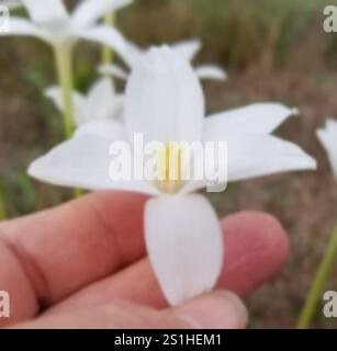 Lys de pluie de Brazos (Zephyranthes chlorosolen) Banque D'Images