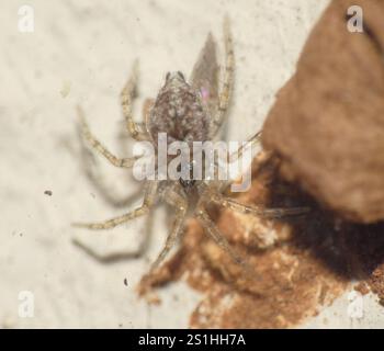 Araignée murale (Oecobius navus) Banque D'Images