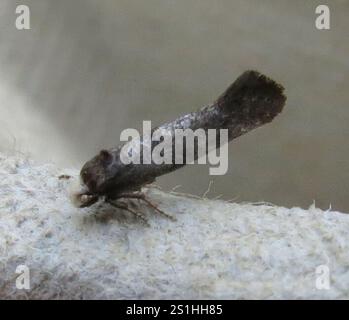 Ermel de bouleau (Swammerdamia caesiella) Banque D'Images