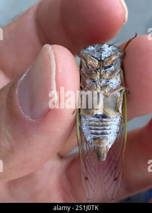 Cicada du jour du chien des plaines (Neotibicen auriferus) Banque D'Images