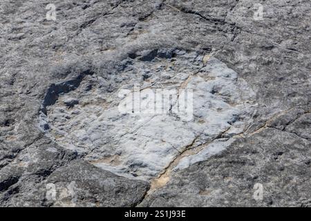 Véritable empreinte de dinosaure gros plan imprimé dans la roche, Ourém Portugal Banque D'Images