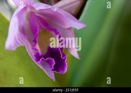 Vue rapprochée de l'orchidée cattleya pourpre Banque D'Images