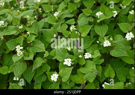 Fleurs d'été blanches doubles de Houttuynia Cordata flore Plena dans le jardin britannique juillet Banque D'Images
