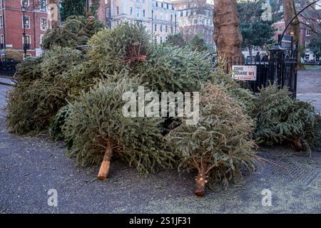 Arbres de Noël jetés Londres. Arbres de Noël jetés à Soho Square Central London. Arbre de Noël recyclage Londres. Banque D'Images