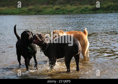 Happy Dogs debout dans une rivière qui coule un jour ensoleillé Banque D'Images