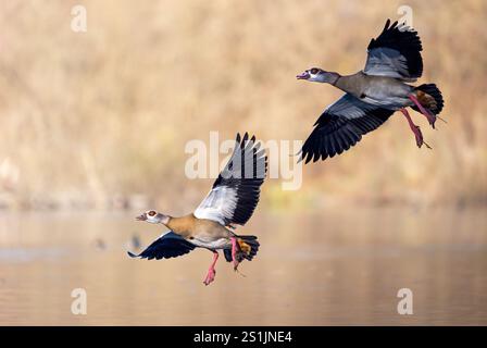 Deux oies égyptiennes dans les airs tout en atterrissant sur un lac avec un fond ensoleillé Banque D'Images