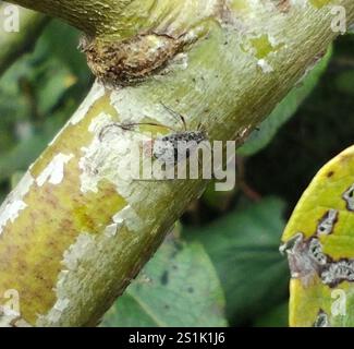 Puceron géant du saule (Tuberolachnus salignus) Banque D'Images