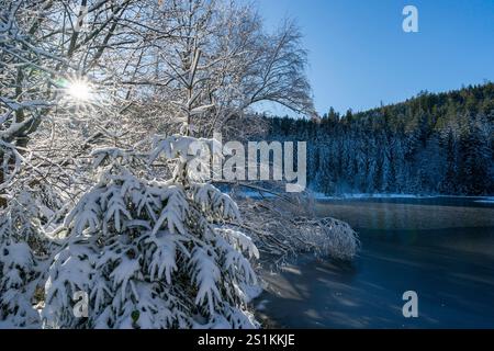 Arbres enneigés et Buhlbachsee dans le parc national Forêt Noire, Allemagne Banque D'Images