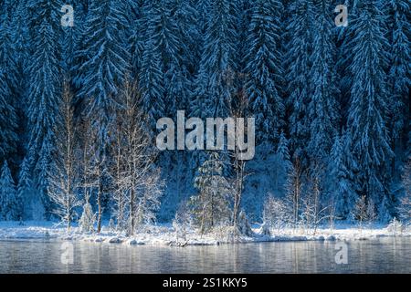 Buhlbachsee et arbres enneigés dans le parc national de la Forêt Noire, Allemagne Banque D'Images