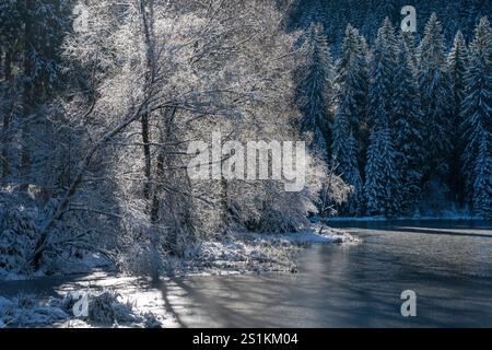 Buhlbachsee et arbres enneigés dans le parc national de la Forêt Noire, Allemagne Banque D'Images