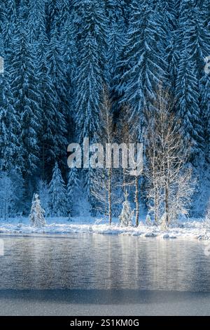 Buhlbachsee et arbres enneigés dans le parc national de la Forêt Noire, Allemagne Banque D'Images