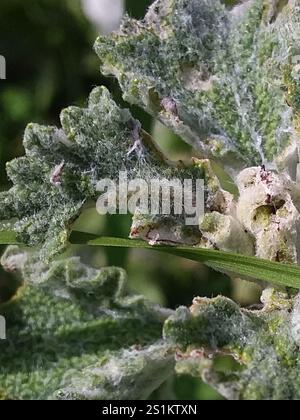 Teigne de la plume de Horehound (Wheeleria spilodactylus) Banque D'Images