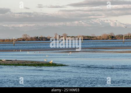 Troupeau de mouettes au coucher du soleil dans le lagon de Grado (Italie), perché sur les eaux calmes et peu profondes, dans un cadre suggestif de couleurs chaudes et de reflets Banque D'Images