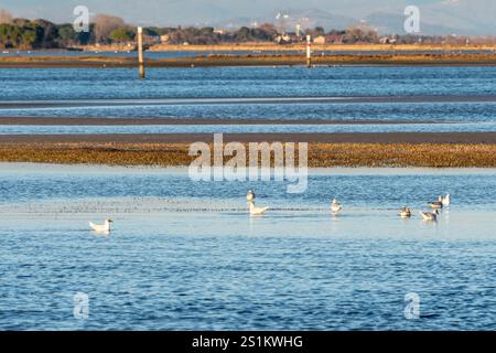 Troupeau de mouettes au coucher du soleil dans le lagon de Grado (Italie), perché sur les eaux calmes et peu profondes, dans un cadre suggestif de couleurs chaudes et de reflets Banque D'Images