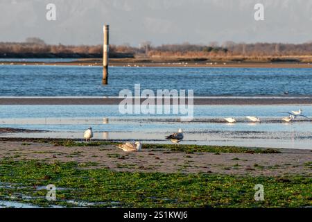 Troupeau de mouettes au coucher du soleil dans le lagon de Grado (Italie), perché sur les eaux calmes et peu profondes, dans un cadre suggestif de couleurs chaudes et de reflets Banque D'Images