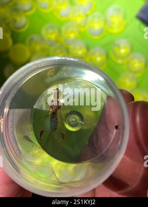 Lacets de Mantis (Ditaxis biseriata) Banque D'Images