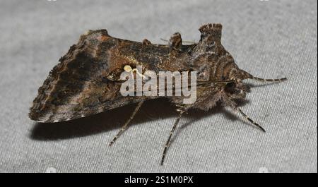 Grey Looper Moth (Rachiplusia ou) Banque D'Images