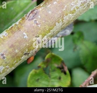 Puceron géant du saule (Tuberolachnus salignus) Banque D'Images