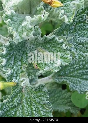 Teigne de la plume de Horehound (Wheeleria spilodactylus) Banque D'Images