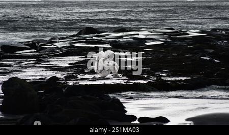 ASTRONOMIQUEMENT ESPACÉ : un mystère de physique quantique s'enchevêtrent et tombe sur un astronaute qui a traversé l'horizon des événements d'un trou noir. Banque D'Images