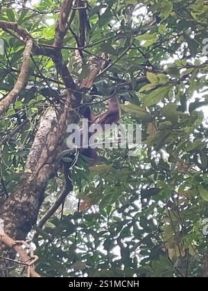 Orang-outan du Nord-est de Bornéo (Pongo pygmaeus morio) Banque D'Images