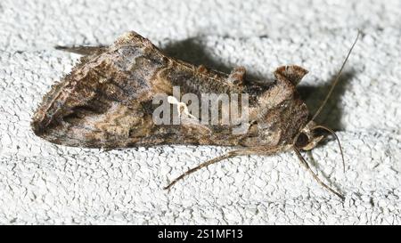 Grey Looper Moth (Rachiplusia ou) Banque D'Images