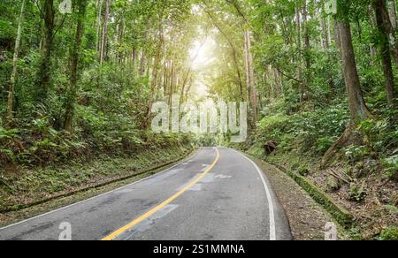 Route dans la forêt d'acajou de Bohol également connue sous le nom de Bilar Man Made Forest, île de Bohol, Philippines. Banque D'Images